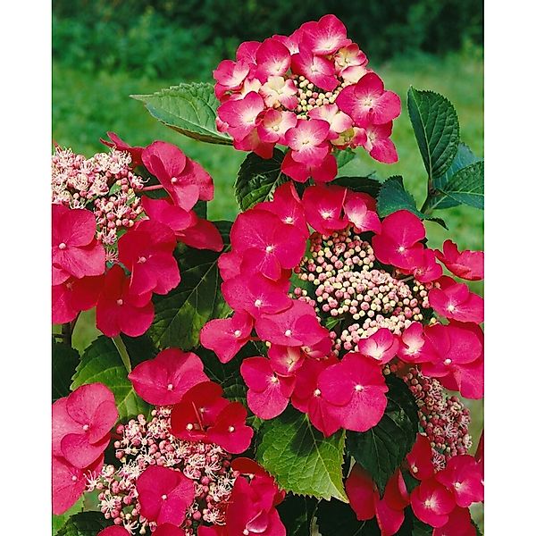 Hydrangea Macrophylla Bauernhortensie Rotschwanz 40-60 cm günstig online kaufen