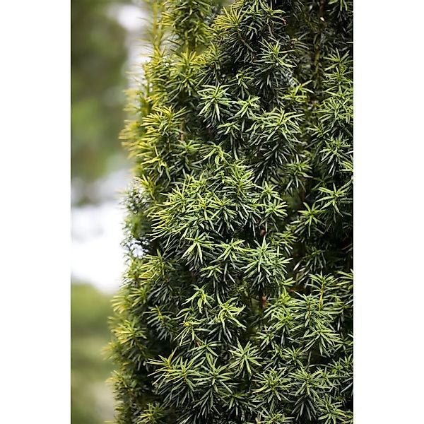 Taxus baccata Kugel 60-70 cm günstig online kaufen