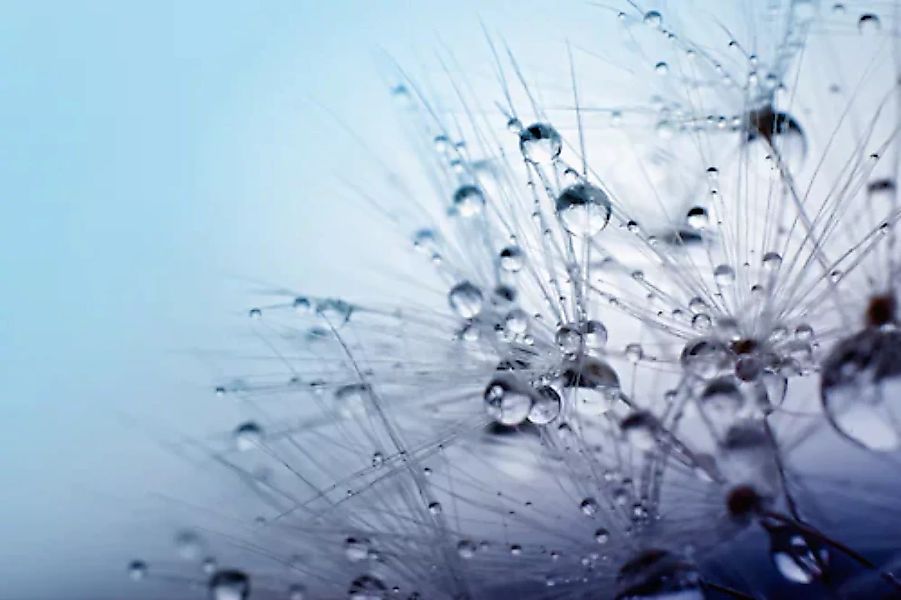 Papermoon Fototapete »Seeds with Water Drops« günstig online kaufen