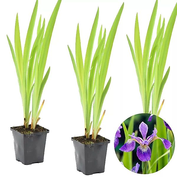Casa Caron | 3er-Set Iris Versicolor günstig online kaufen