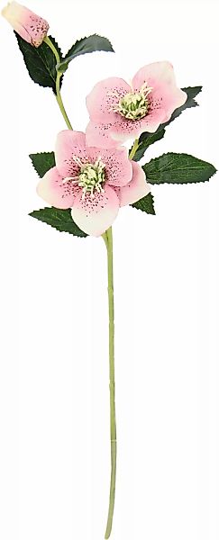 I.GE.A. Kunstblume "Christrose", Künstlich Seidenblumen, 5er Set günstig online kaufen