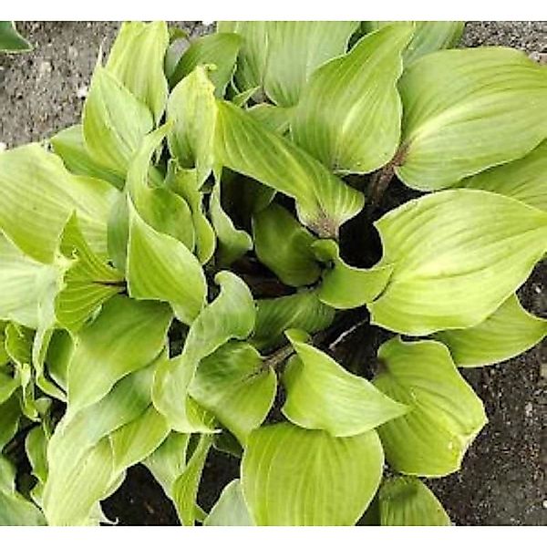 Funkie One Mans Treasure - Hosta Hybrid günstig online kaufen