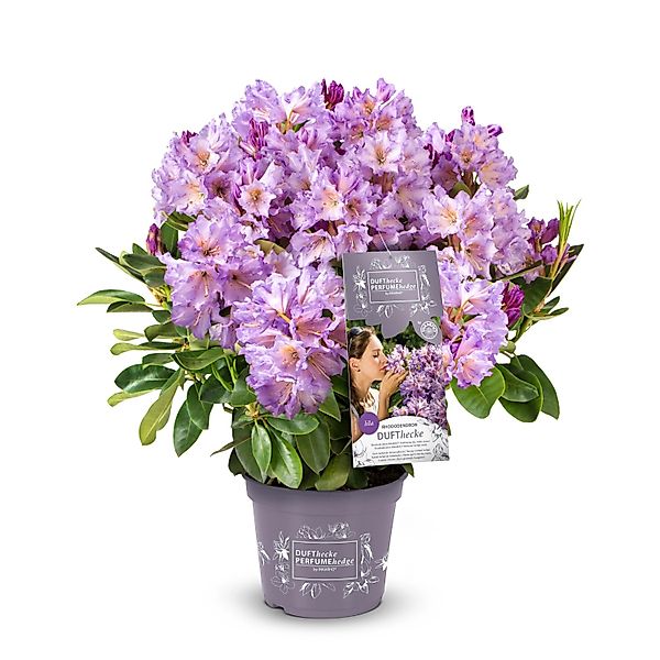 Rhododendron Dufthecke® Lila Höhe ca. 30-40 cm Topf ca. 5 l Rhododendron günstig online kaufen