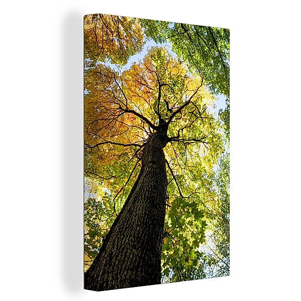 OneMillionCanvasses® Leinwandbild Baum - Natur - günstig online kaufen