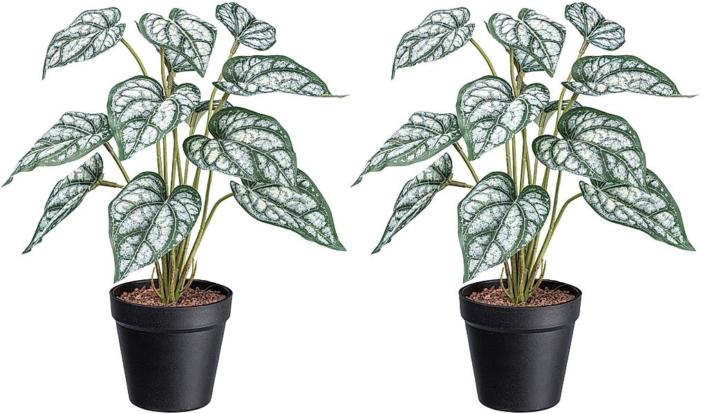 Künstliche Zimmerpflanze Syngonium Grünpflanze, Creativ green, günstig online kaufen