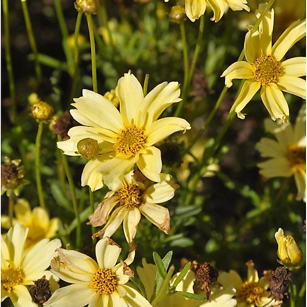 Mädchenauge Crème Brulee - Coreopsis rosea günstig online kaufen