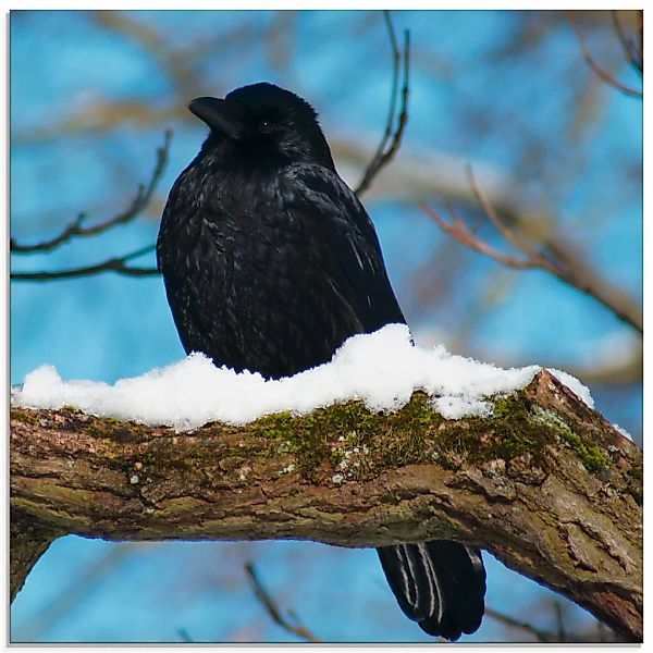 Artland Glasbild "Rabe im Winter", Vögel, (1 St.), in verschiedenen Größen günstig online kaufen