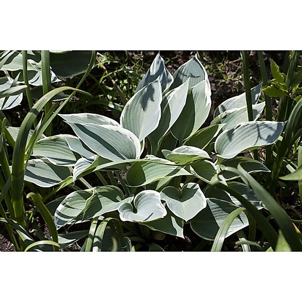 Hosta X Tardiana El Nino Funkie Ca. 11x11 cm Topf günstig online kaufen
