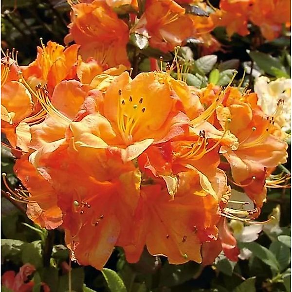 Azalee Glowing Embers 50-60cm - Rhododendron,uteum - Alpenrose günstig online kaufen