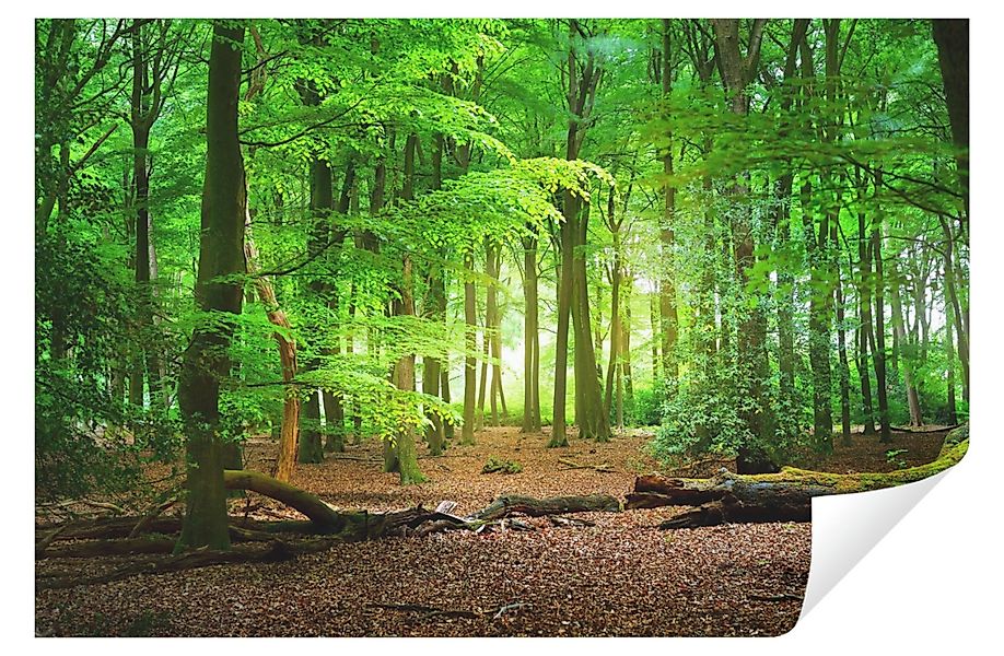 Wallarena Fototapete Wald Sonne Natur Vlies günstig online kaufen