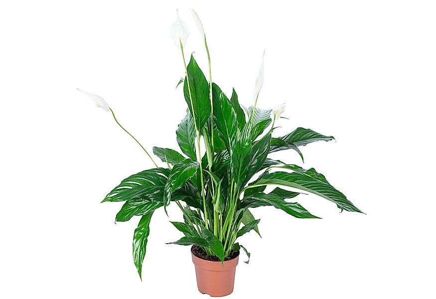 Flowerbox Zimmerpflanze Einblatt - Spathiphyllum, pflegeleicht - Höhe ca. 5 günstig online kaufen