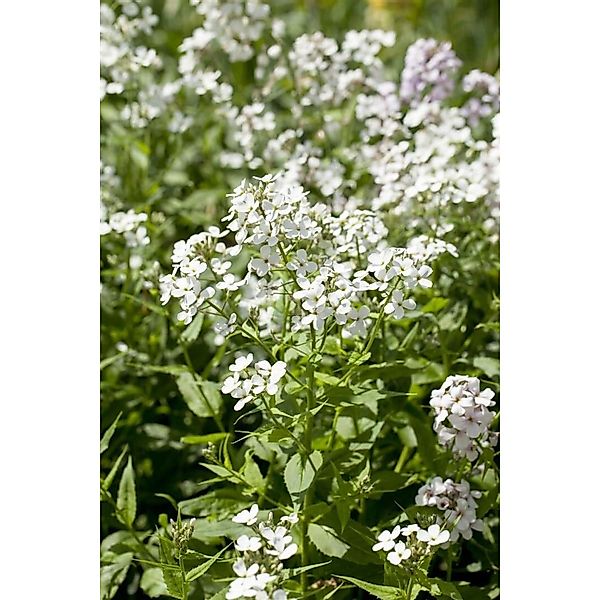 Hesperis Matronalis Alba Nachtviole Ca. 9x9 cm Topf günstig online kaufen