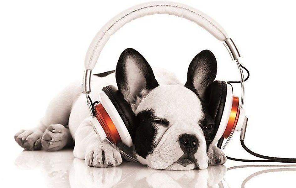 Bönninghoff Leinwandbild Hund mit Kopfhörer, (1 St) günstig online kaufen