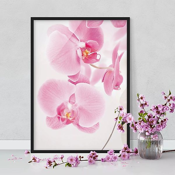 Bild mit Rahmen Blumen - Hochformat Delicate Orchids günstig online kaufen
