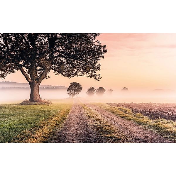 Komar Vliestapete »Digitaldruck Vlies - Misty Morning - Größe 400 x 250 cm« günstig online kaufen