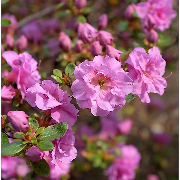 Japanische Azalee Thekla 20-25cm - Rhododendron obtusum - Zwerg Alpenrose günstig online kaufen