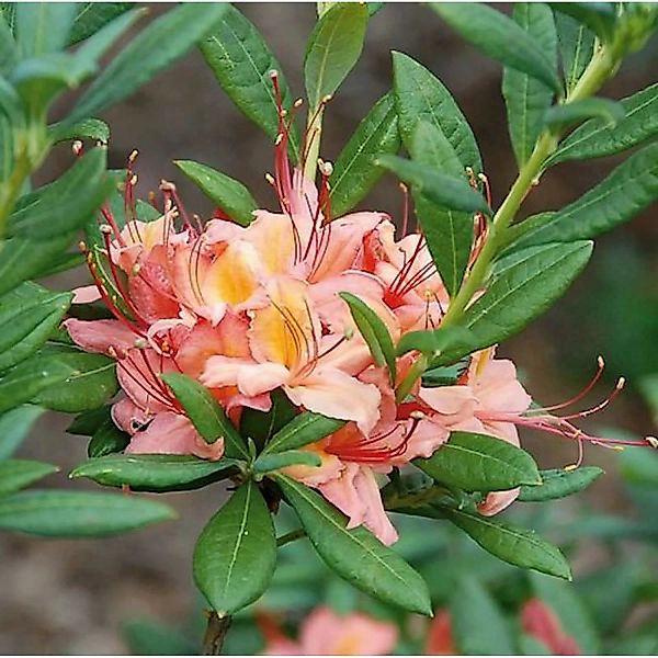 Rhododendron Framingham 30-40cm - Rhododendron viscosum günstig online kaufen