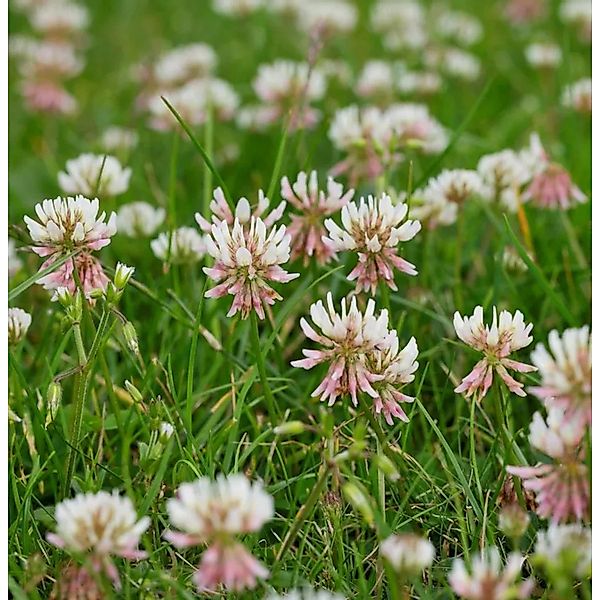 Vierblättriger Purpur-Klee - Trifolium repens günstig online kaufen