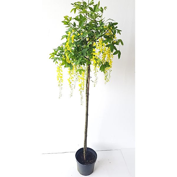 Pflanzen-Boering Laburnum Watereri Vossii Goldregen- Stämmchen Gesamthöhe 1 günstig online kaufen