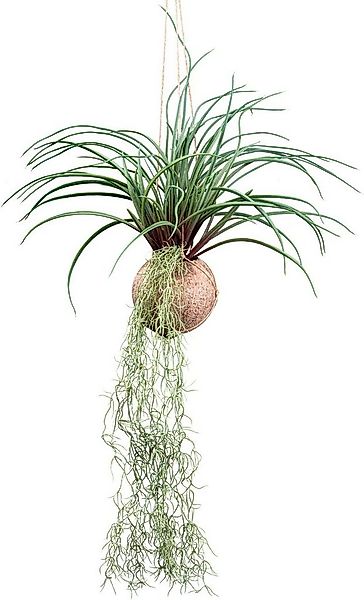 Kunstranke Tillandsia Stricta Sukkulente, Creativ green, Höhe 72 cm, in nat günstig online kaufen