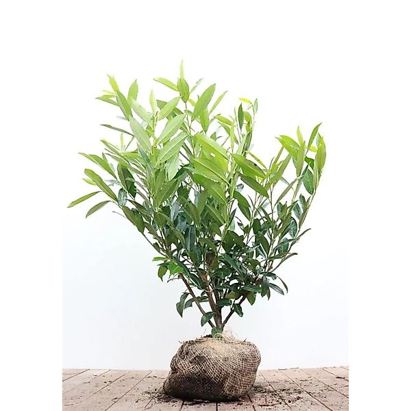 Prunus,aurocerasus 'Caucasica' 80-100 cm günstig online kaufen