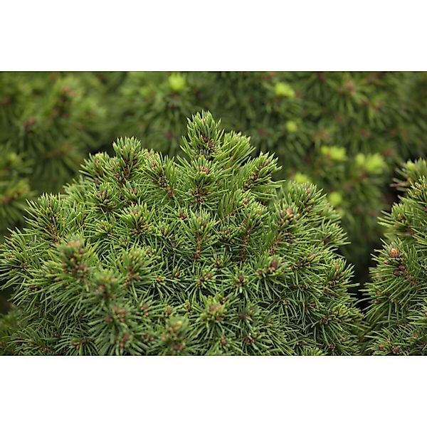Picea Glauca Alberta Globe Zwergfichte Kompakt Ca. 9x9 cm Topf günstig online kaufen