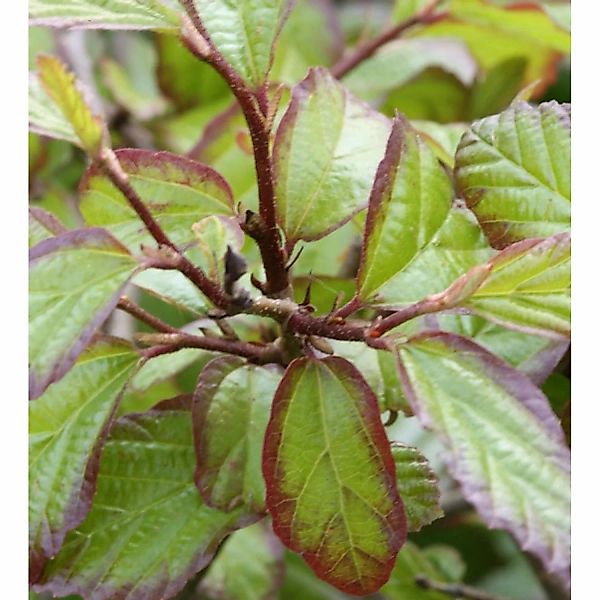 Eisenholzbaum Persian Spire 60-80cm - Parrotia persica günstig online kaufen
