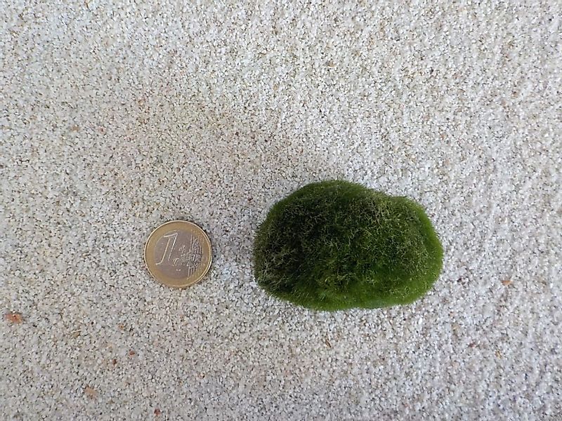 Aquaone Wasserpflanze Aquarium Pflanze Mooskugel L 4-7cm Aquariumpflanze Al günstig online kaufen