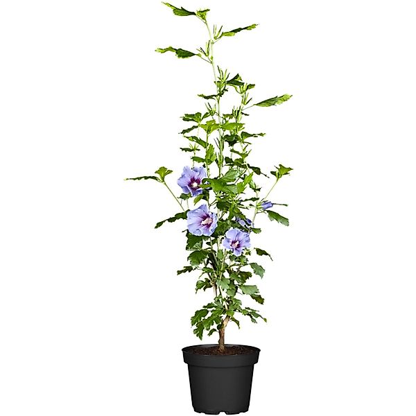 OBI Roseneibisch Blau Höhe ca. 30 - 40 cm Topf ca. 3, Hibiscus günstig online kaufen