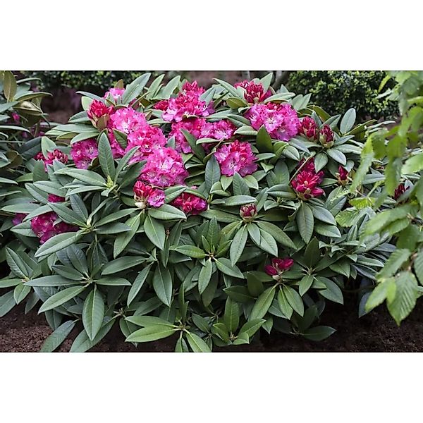 Rhododendron Hybr. Berliner Liebe Rosa Blüten 160–180 cm günstig online kaufen