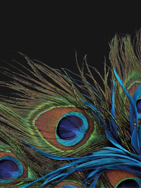 KiNZLER Wohndecke "Mikrofaser Fotodruck "Pfau"" Kuscheldecke, bedruckt, 150 günstig online kaufen