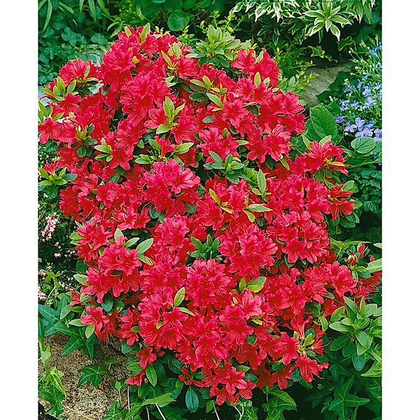Rhododendron Obtusum Geisha Red Azalee Leuchtend Rot 20–25 cm günstig online kaufen