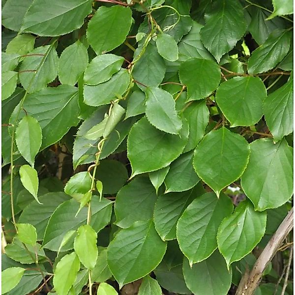 Mini-Kiwi Prince Jumbo männlich 60-80cm - Actinidia arguta günstig online kaufen