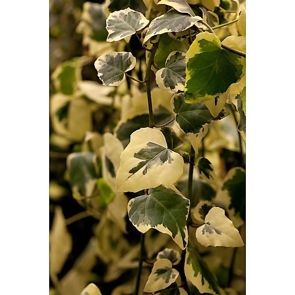 Hedera Colchica Dentata Variegata Efeu Buntlaubig 60–100 cm günstig online kaufen