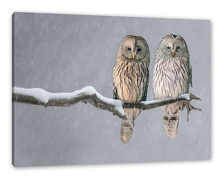 Pixxprint Leinwandbild Zwei Eulen in Winterlandschaft, günstig online kaufen