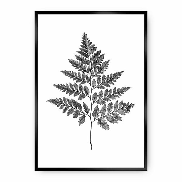 Poster Fern Grey, 50 x 70 cm, Rahmen wählen: schwarz günstig online kaufen