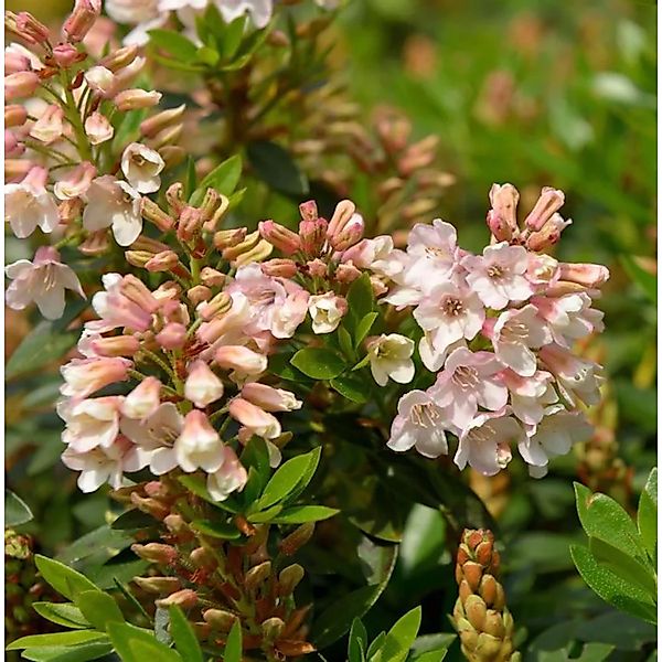 Kleinblütiger Rhododendron Bloombux Magenta 10-15cm - Rhododendron micranth günstig online kaufen