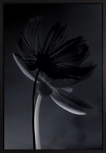 queence Leinwandbild »Blume Schwarz«, mit einem Schattenfugenrahmen veredel günstig online kaufen