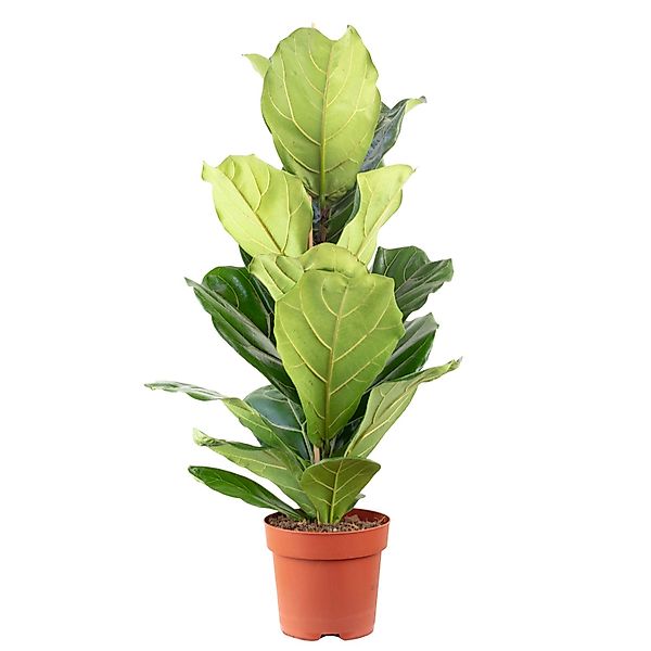 Value Greens Geigenfeige  Moderner Dschungel-Look für Innenräume  ca. 95 cm günstig online kaufen