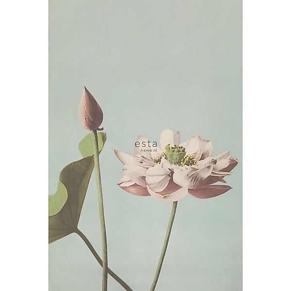 ESTAhome Fototapete Lotusblume Altrosa 1,86 x 2,79 m 158890 günstig online kaufen