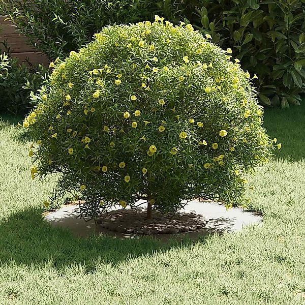 vidaXL Blumentopf Flacher Baumring Weiß Ø30 günstig online kaufen