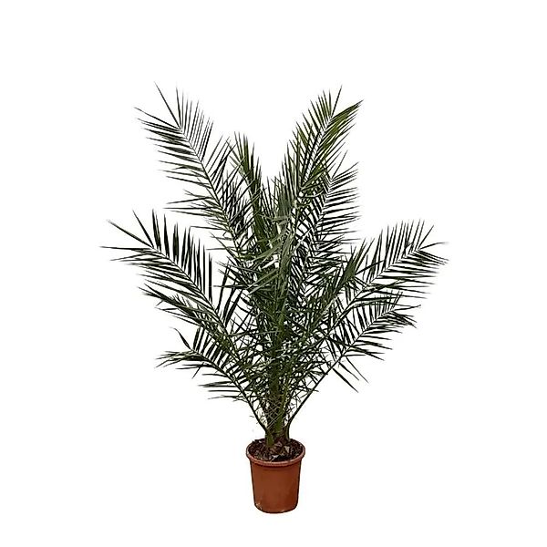 Exotenherz Kanarische Dattelpalme Phoenix Canariensis 27cm Topf 180 cm Hoch günstig online kaufen