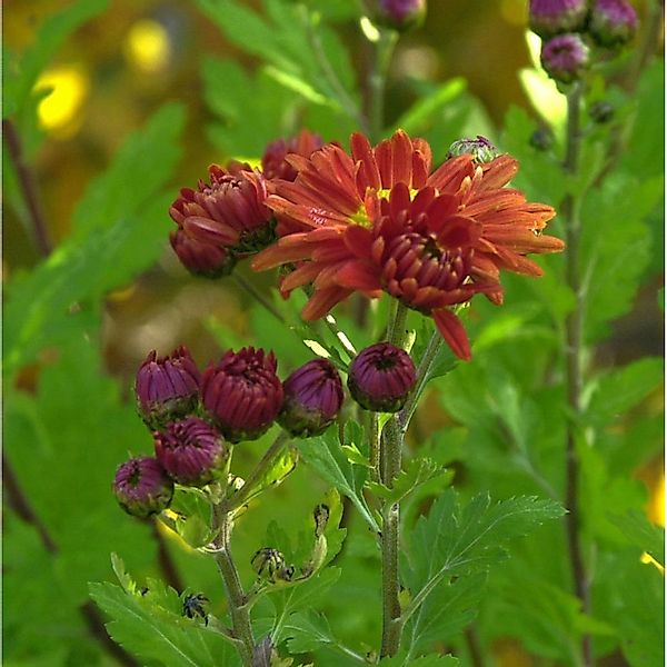 Winteraster Oktoberpracht - Chrysanthemum hortorum günstig online kaufen