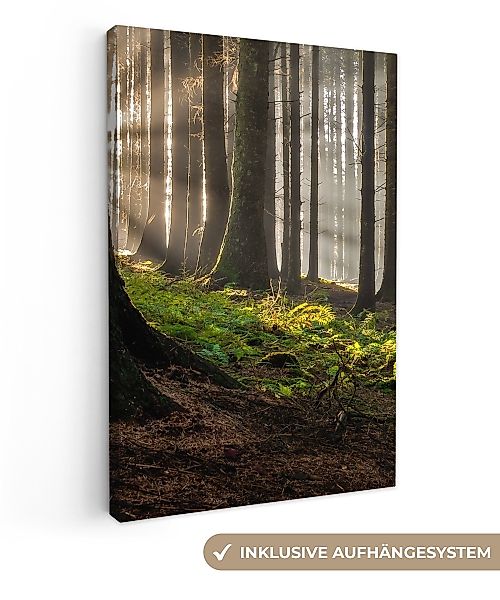 OneMillionCanvasses® Leinwandbild Sonne - Äste - günstig online kaufen