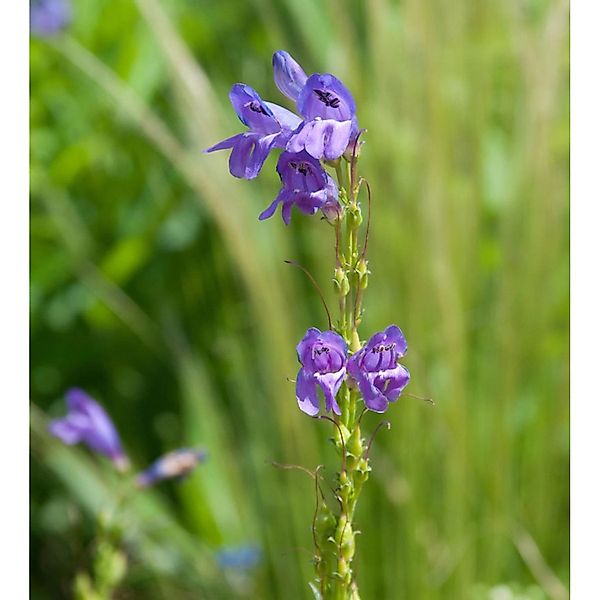 Aufrechter Bartfaden - Penstemon strictus günstig online kaufen