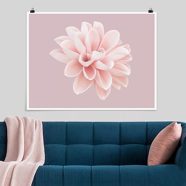 Poster Dahlie Blume Lavendel Rosa Weiß günstig online kaufen