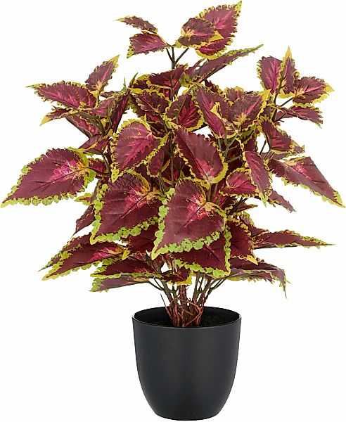 Creativ green Kunstpflanze "Buntnessel Coleus Kong red", mit Luftwurzeln günstig online kaufen