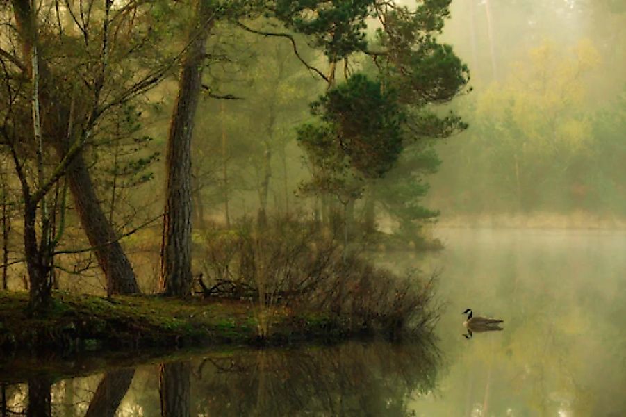 Papermoon Fototapete »Photo-Art ANTON VAN DONGEN, ENTE IM SEE« günstig online kaufen