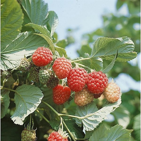 Rubus Idaeus Autumn Bliss -S- Himbeere Rot 40–60 Cm günstig online kaufen