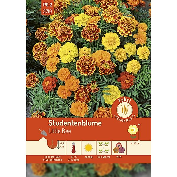 Pabst Keimkraft Studentenblume Little Bee Saatgut günstig online kaufen